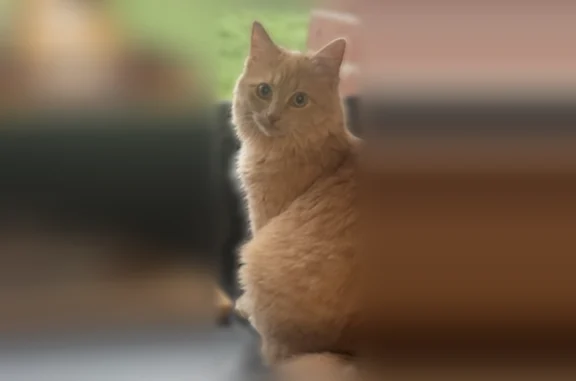 Chat perdu femelle, La Sentinelle, Rouen - chatte rousse à poil long - photo