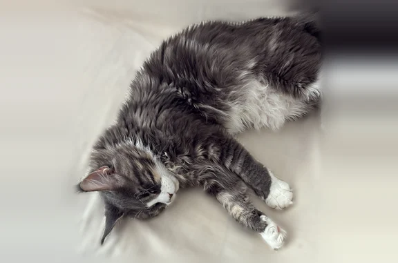 Perdu chat mâle, Avenue Pierre Brossolette, Gardanne, La Seyne-sur-Mer - gris et blanc - photo