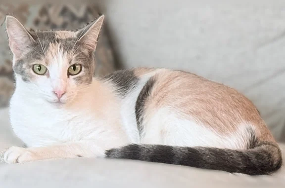 Lost cat, Kaileolea Drive, Ewa...