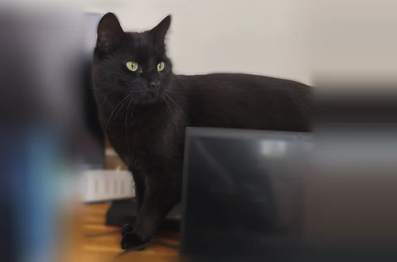 Chat perdu, Rue Guermond, 21, Amiens - femelle, très peureux - photo
