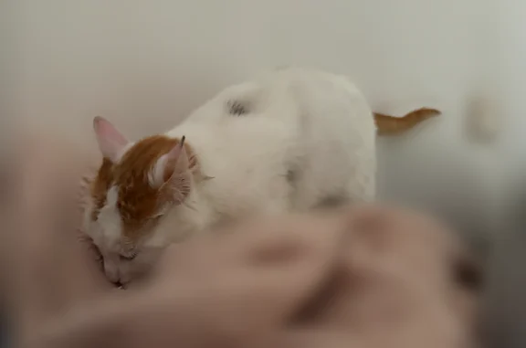 Chat perdu mâle, Saint-Floret, Vitry-sur-Seine - castré et pucé - photo