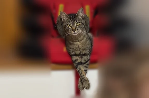 Chat perdu mâle, Chemin du Barthelon, Coublevie, Montpellier - castré et pucé - photo