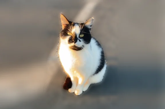 Chat perdu femelle, Charentilly, Artannes-sur-Indre - noire et blanche, peureuse - photo