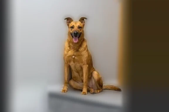 Lost dog, Crossroads, Leasburg...