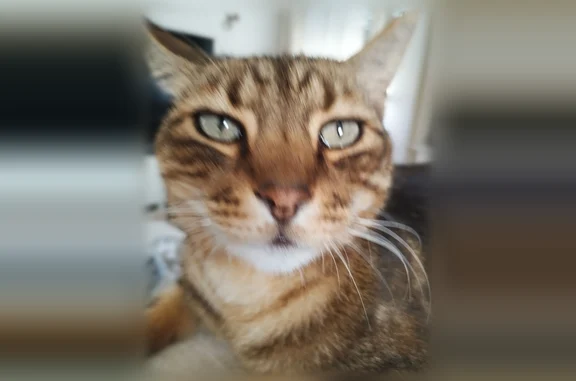 Chat perdu, Groslay, photo: Chat perdu mâle, Rue du Docteur Goldstein, 40, Groslay - tabby