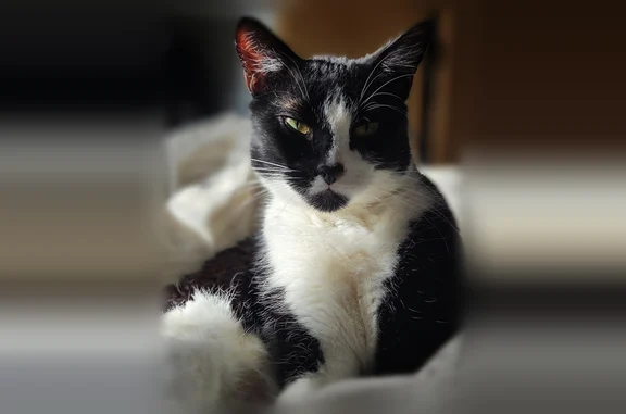 Chat perdu mâle, Rue du Transvaal, 33, Dijon - noir et blanc, yeux verts clairs/jaunes - photo