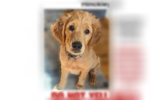 Lost dog, female, Cloverdale -...