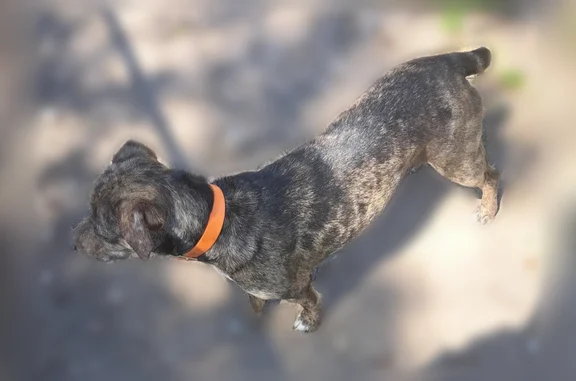 Lost dog, Lawson Road, 17200,...