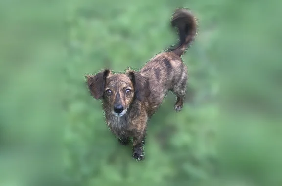 Lost dog, Lovett Avenue, 7311, Dallas - male, long ears - photo