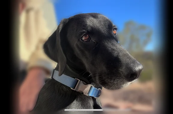 Lost dog, Upper Salt River whi...