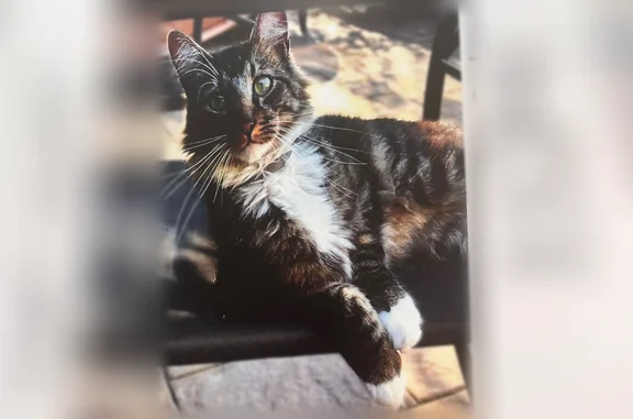 Missing cat Elmont, photo: Lost cat, Jarvin Road, Port Jefferson Station, Elmont — friendly male with black collar