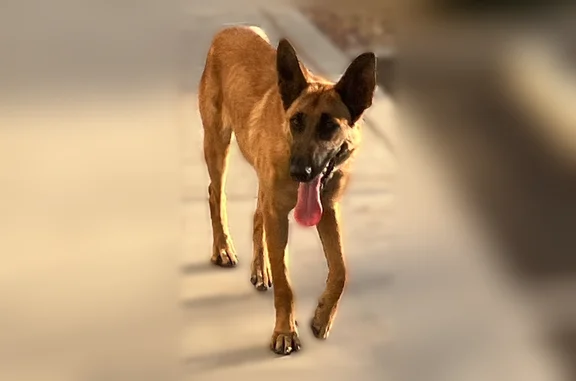 Dog found in Phoenix near W Van Buren and N29 St. She looks like German Shepherd.