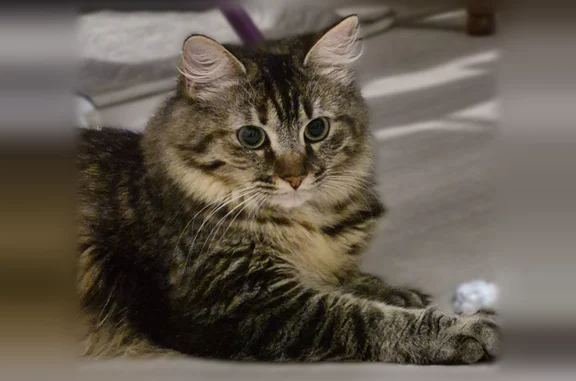 Chat trouvé tigré avec long poil, trés sociable, trés câlin, miaule en couinant fort, jeune (moins de 2 ans). Trouvé sur toit de balcon bloqué, apeuré, faim et soif. Recueilli sans mal car trés curieux.