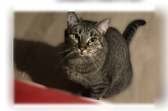 Perdu chat femelle, Rue de la Bassée, 85, Lille - chatte tigre - photo