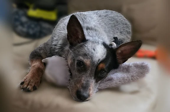 She is a half blue half red heeler with coloring of both. She squeezed out in-between 2 loose boards in our backyard fence when I let her out to go potty at about 2 pm.