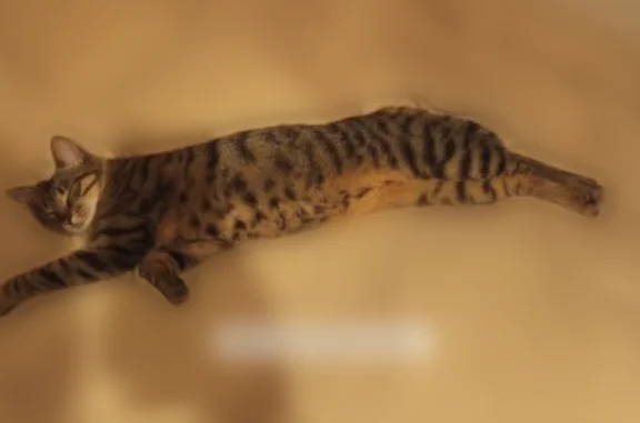 Chat perdu, Rue Claude Debussy, Melun - femelle tigrée, a mis bas - photo