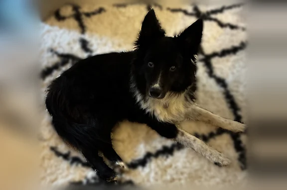 Lost dog, White Avenue, 8522,...