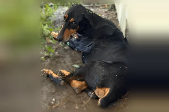 Found pets New Orleans, photo: Found dog, Northeast 31st Street, 320, Grand Prairie - male black doberman with brown/tan spots
