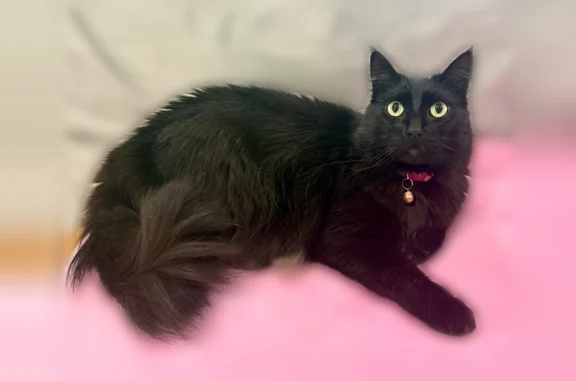 Lost cat, female, Sycamore Cou...