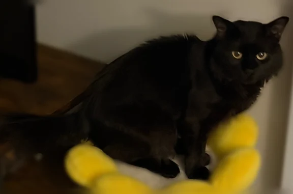 Lost cat, Lafayette Plaza, 110...