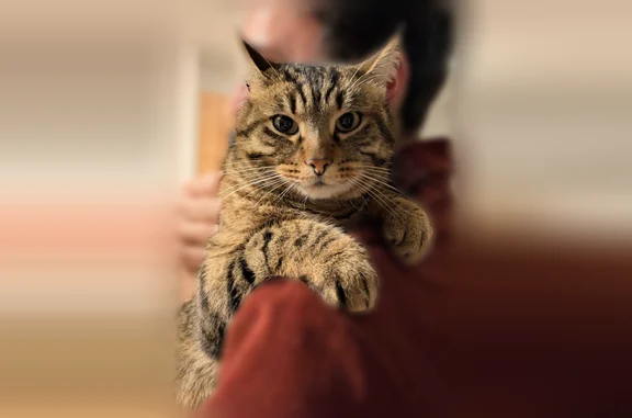Chat perdu mâle, Chemin d'Uguine, 95, La Bastide-Clairence, Monein - tigré, poils sur les oreilles - photo