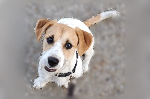 Chien perdu, Rue de Nivillers, 6 Ter, Beauvais - femelle jack Russell x - photo