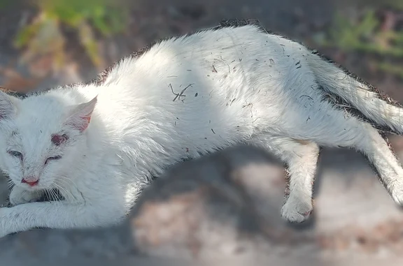 Chat trouvé Bordeaux, photo: Chat trouvé mâle, Le Barp, Bordeaux - blanc aux yeux bleus
