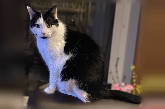 Chat perdu mâle, Rue de Soufflenheim, Strasbourg - craintif mais gentil - photo