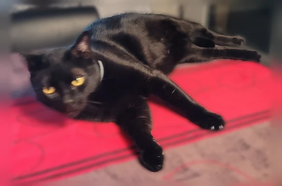 Chat perdu mâle, Boulevard Jean Moulin, 35, Cébazat - noir, très peureux - photo