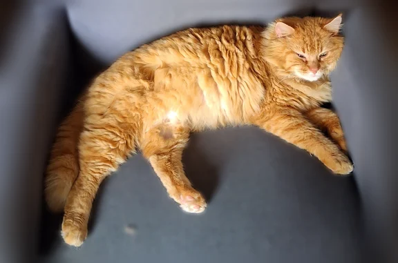 Chat perdu mâle, Rue du Cornet, 6, Auzebosc - roux à poil long, pucé - photo