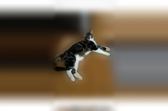 Chat perdu mâle, Rue Sainte-Geneviève, 16, Le Tremblay-sur-Mauldre, Gargenville - grand, tigré et blanc - photo