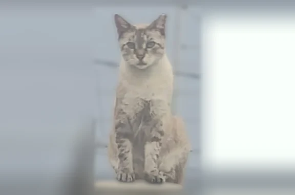 Lost cat, Lakeland, Florida — male lynx point Siamese, neutered, cropped ear - photo