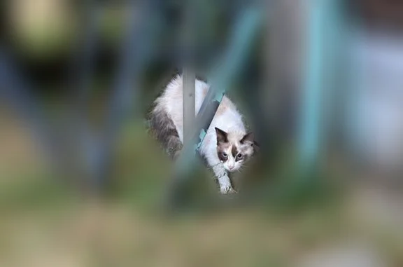 Chat trouvé Auch, photo: Chat trouvé, Chemin de Tournemire, Castres, Auch - yeux bleus, queue touffue noire