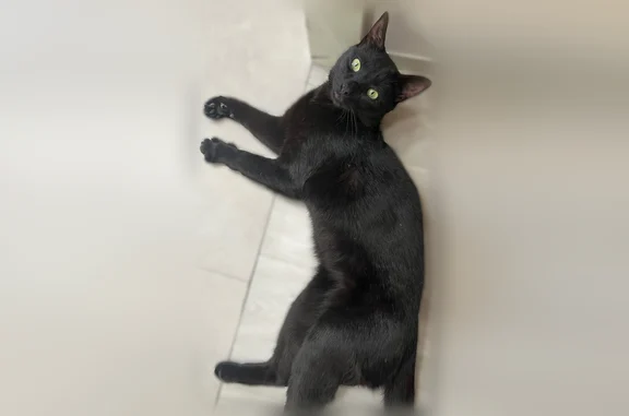 Chat trouvé Cergy, photo: Chat trouvé, Boulevard de l'Hautil, 13, Cergy - mâle, assez mince