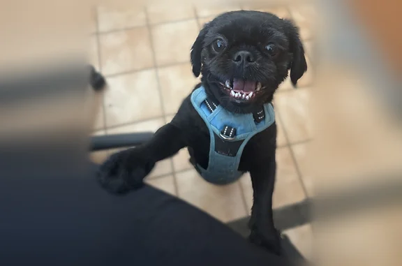 Petit chien très sociable avec un harnais bleu