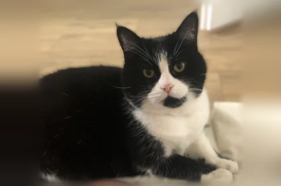 Chat perdu, Paris, photo: Chat perdu, femelle, Paris - noire et blanche, sociable
