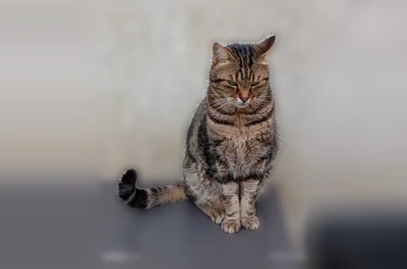 Chat perdu, Caissargues, photo: Chat perdu mâle, Rue des Églantiers, 4, Caissargues - tigré, corpulent et craintif