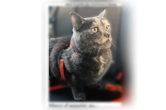 Chat perdu femelle, Place de la République, 5, Genas - harnais orange et laisse - photo