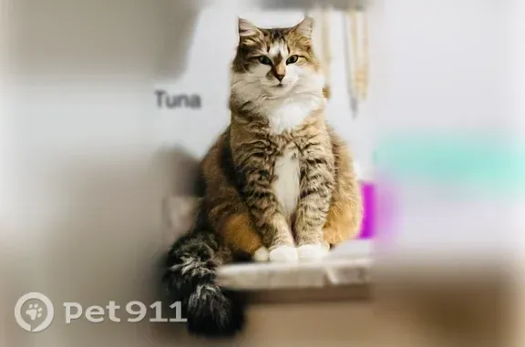Lost cat, Joyce Street, 441, Arlington - female, long-haired, mostly white and tan - photo
