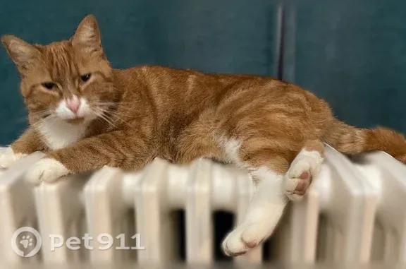 Chat perdu, mâle, Rue des Archives, Laval, Le Mans - photo