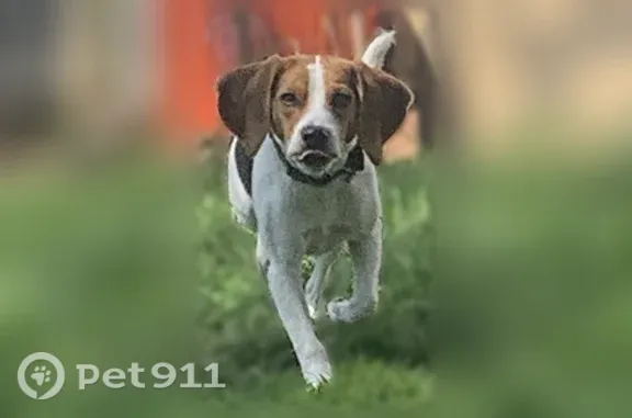 Missing dog Male, Arlington (usl542383) - photo