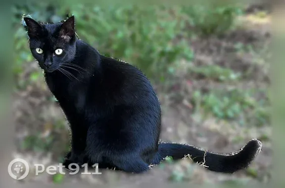 Chat perdu, femelle, Rue de Stockholm, 24, Caen - chatte noire aux yeux verts - photo