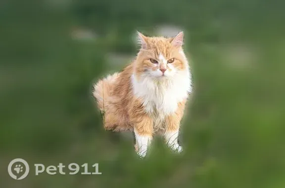 Chat perdu femelle, Rue de la Tour d'Auvergne, 7, Concarneau, Crozon - angora roux-blanc - photo