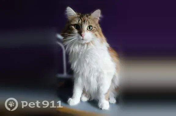 Perdu chat femelle, Kergall, Mellac, Bannalec - sortie le mercredi 25 juin au soir - photo