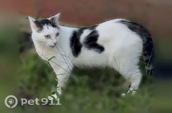 Chat perdu, Paris, photo: Chat perdu femelle, Rue Maurice Berteaux, 60, Bezons, Paris - tacheté blanc et noir