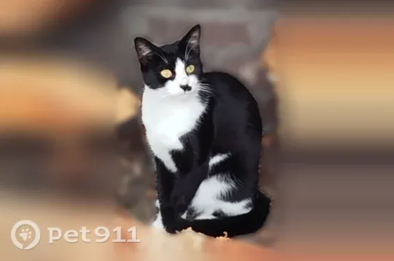 Chat perdu, Rue Auguste Potié, 31, Haubourdin, Lille - femelle, chatte noire et blanche avec tache noire au bout du nez - photo