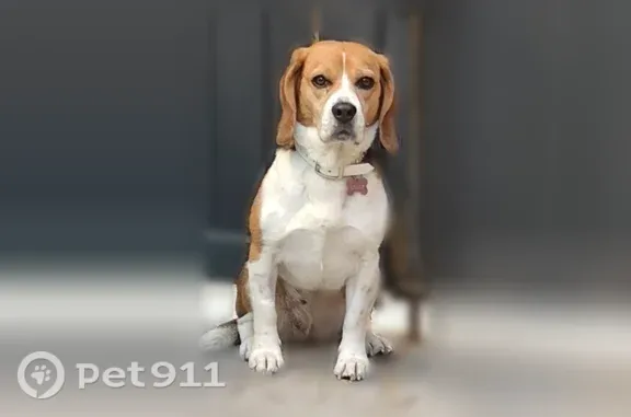 Animaux perdus et trouvés Paris, photo: Chien perdu femelle, Bouzel, Paris - petite chienne de 11 kg