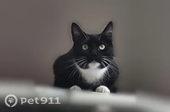 Chat perdu, Rue Boris Vian, Chambray-lès-Tours, Gien - femelle, noire et blanche sur le menton, le cou et les pattes - photo