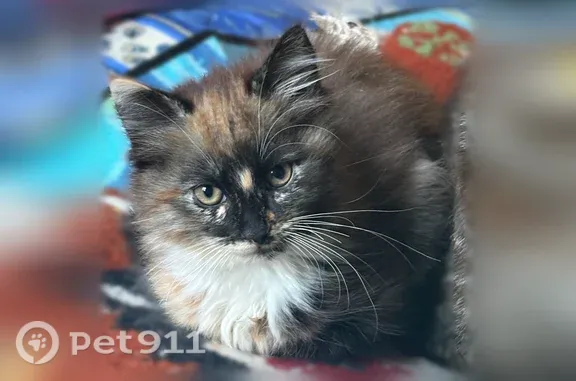 Chat perdu, Paris, photo: Chat perdu, Rue Lucien Gaudfroy, 11 Bis, Champagne-sur-Seine, Paris - femelle chaton tricolore