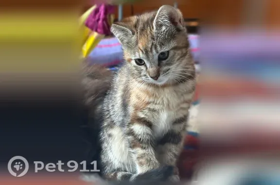 Chat perdu, Paris, photo: Chat perdu femelle, Rue Lucien Gaudfroy, 11 Bis, Champagne-sur-Seine, Paris - chaton tigré peureuse